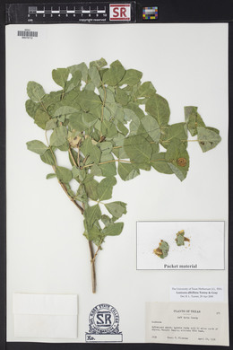 Lonicera albiflora image