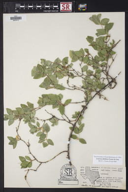 Lonicera albiflora image