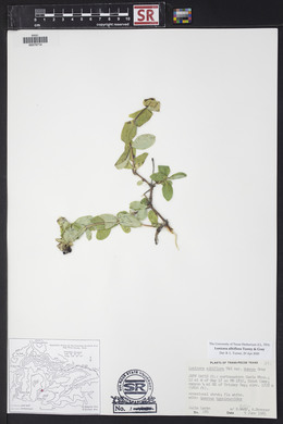 Lonicera albiflora image