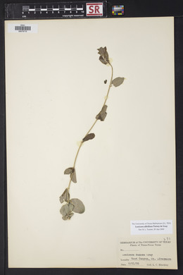 Lonicera albiflora image