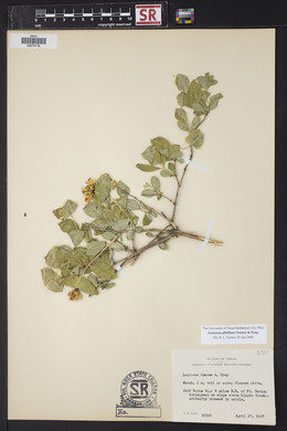 Lonicera albiflora image