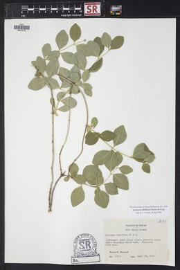 Lonicera albiflora image