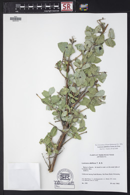 Lonicera albiflora image