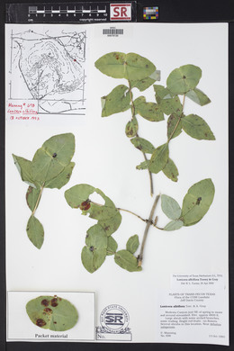 Lonicera albiflora image