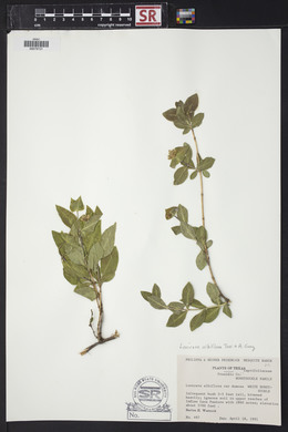 Lonicera albiflora image