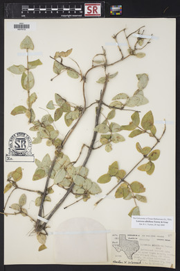 Lonicera albiflora image