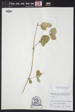 Lonicera albiflora image