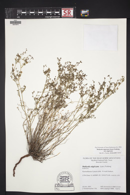 Stenaria nigricans var. nigricans image