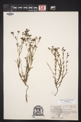 Stenaria nigricans var. nigricans image