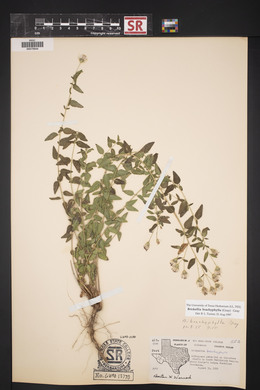 Brickellia brachyphylla image