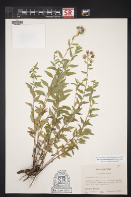 Brickellia brachyphylla image