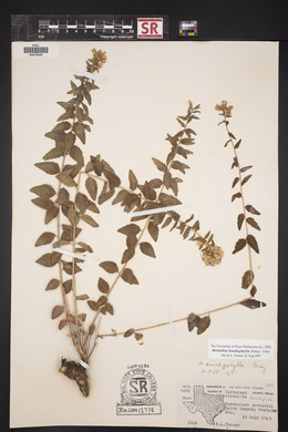 Brickellia brachyphylla image