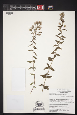 Brickellia brachyphylla image