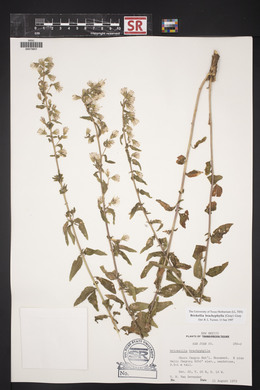 Brickellia brachyphylla image