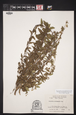 Brickellia brachyphylla image