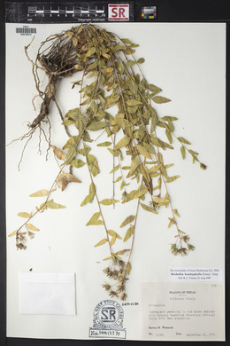 Brickellia brachyphylla image