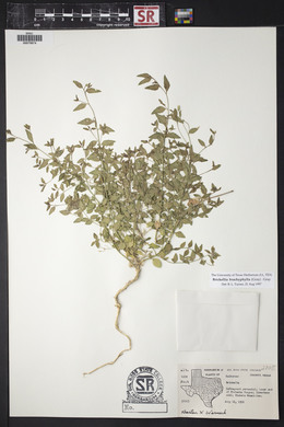 Brickellia brachyphylla image