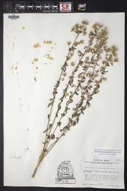 Brickellia brachyphylla image