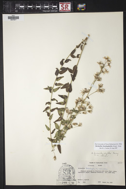 Brickellia brachyphylla image