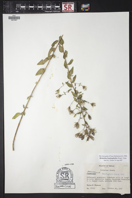 Brickellia brachyphylla image