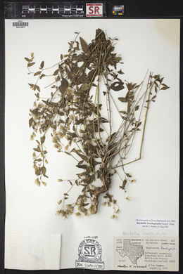 Brickellia brachyphylla image