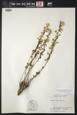 Brickellia brachyphylla image