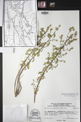 Brickellia brachyphylla image