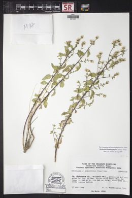 Brickellia brachyphylla image