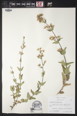 Brickellia betonicifolia image