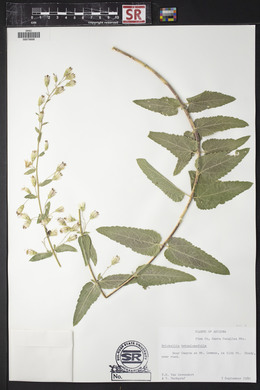 Brickellia betonicifolia image