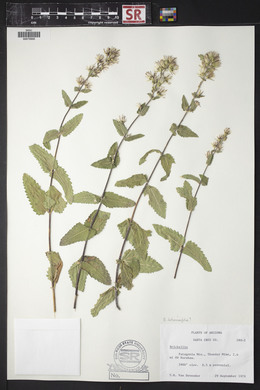 Brickellia betonicifolia image