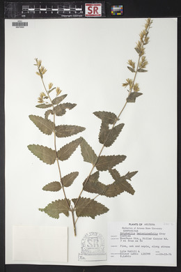 Brickellia betonicifolia image