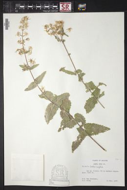 Brickellia betonicifolia image