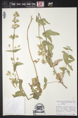 Brickellia betonicifolia image