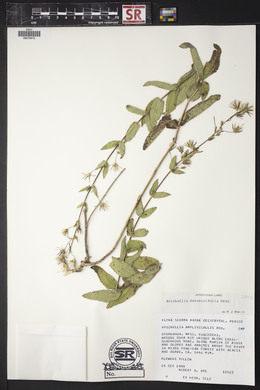 Brickellia betonicifolia image