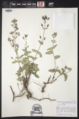 Brickellia betonicifolia image