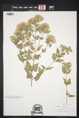 Ageratina herbacea image