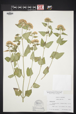 Ageratina herbacea image