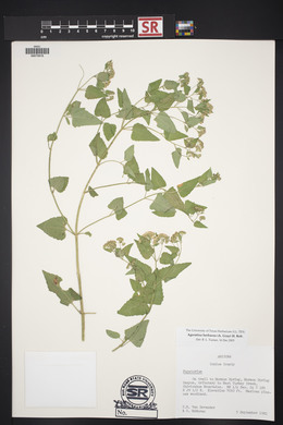 Ageratina herbacea image