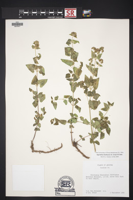 Ageratina herbacea image