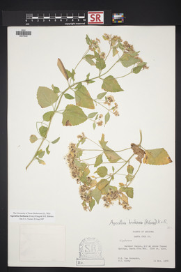 Ageratina herbacea image