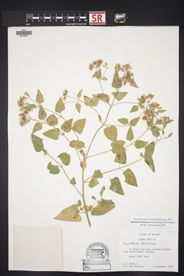 Ageratina herbacea image