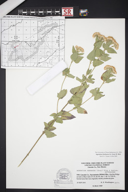 Ageratina herbacea image