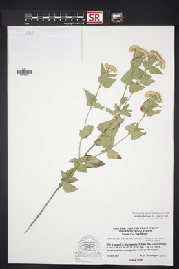 Ageratina herbacea image