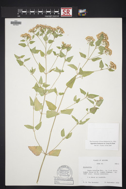 Ageratina herbacea image