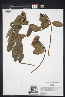 Ageratina illita image