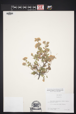 Ageratina wrightii image