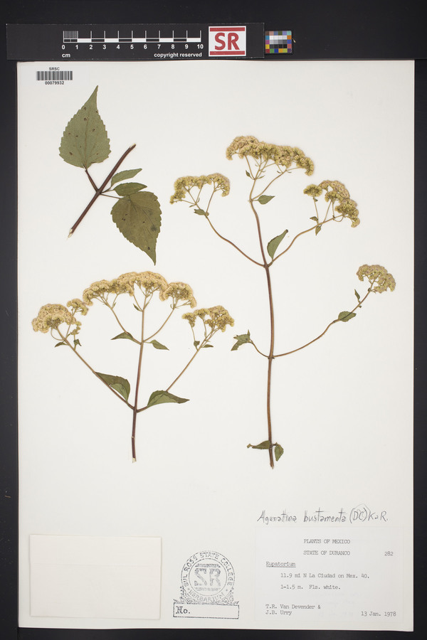 Ageratina bustamenta image