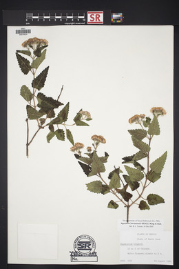 Ageratina havanensis image