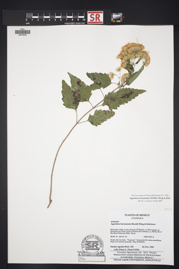 Ageratina havanensis image